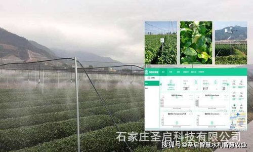 茶园物联网系统有哪些功能,茶园智能化管理解决方案